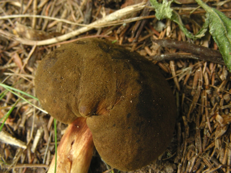 Phylloporus rhodoxanthus, finalmente!!!